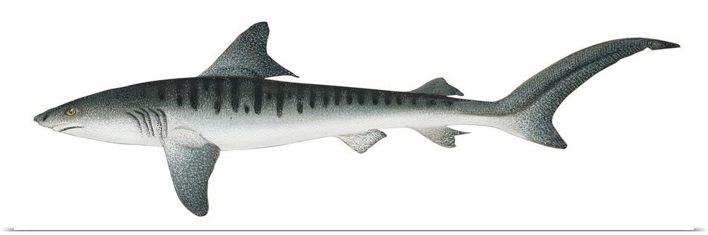 Tiger Shark (Galeocerdo Cuvieri)