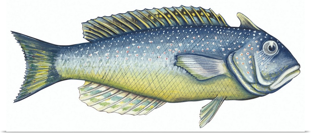 Tilefish (Lopholatilus Chamaeleonticeps)