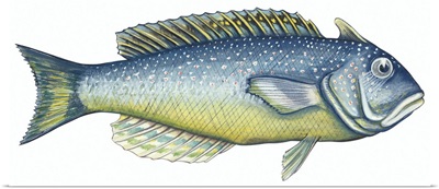 Tilefish (Lopholatilus Chamaeleonticeps)