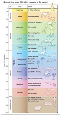 Timeline of Animals