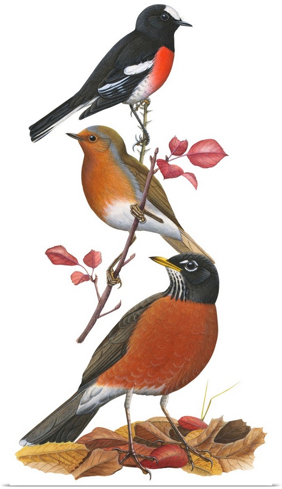Educational illustration of the scarlet robin.