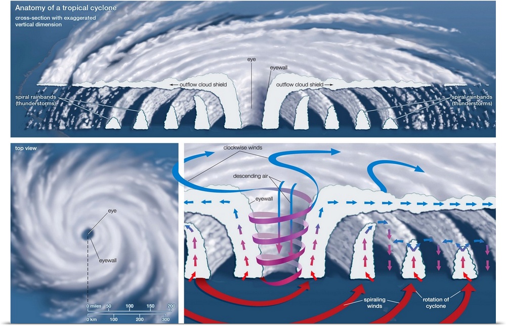 Educational illustration of a Tropical Cyclone.