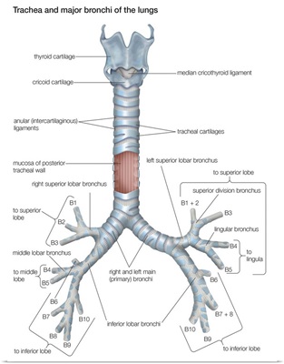 Trachea and major bronchi of lungs. respiratory system