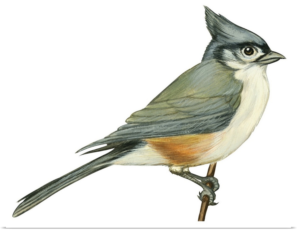 Educational illustration of the tufted titmouse.