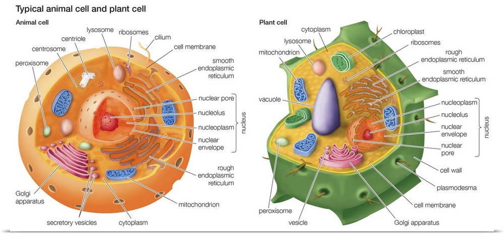 An illustration from Encyclopaedia Britannica showing the differences between a plant cell and an animal cell, with all th...