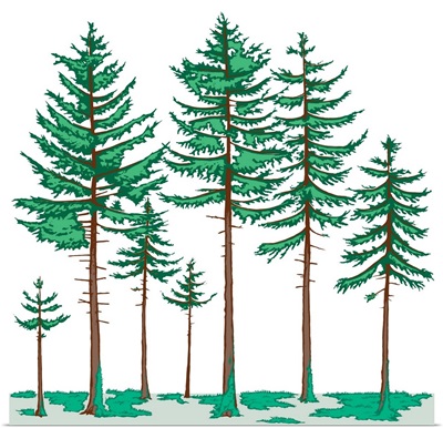 Vegetation Profile Of A Boreal Forest