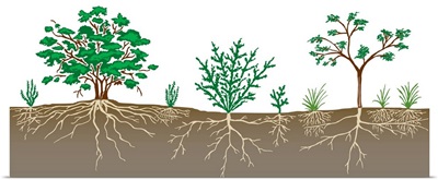 Vegetation Profile Of A Scrubland