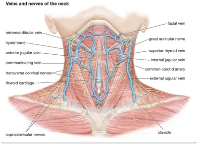 Veins and nerves of the neck. cardiovascular system, nervous system