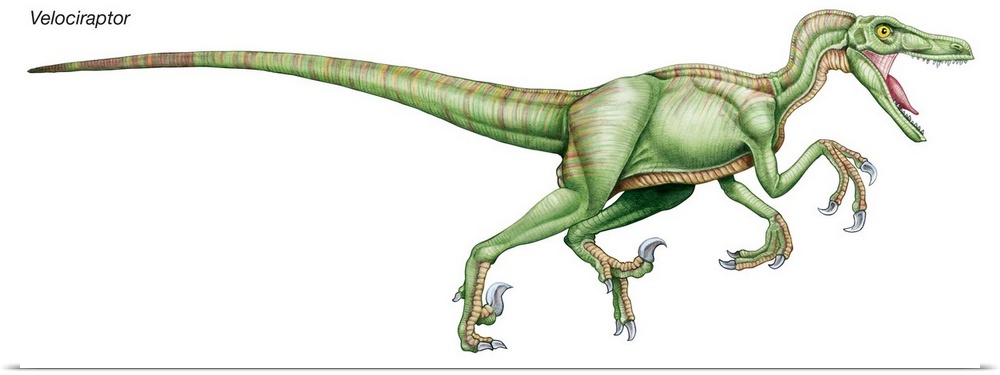 An illustration from Encyclopaedia Britannica of the dinosaur Velociraptor.