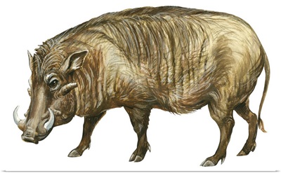 Warthog (Phacochoerus Aethiopicus)