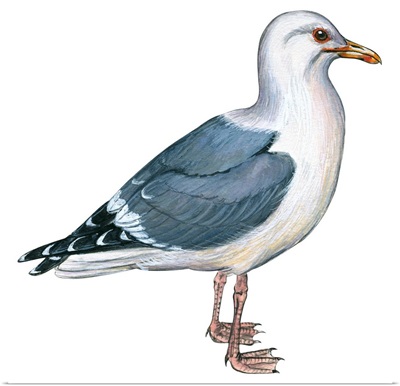 Western Gull (Larus Occidentalis) Illustration