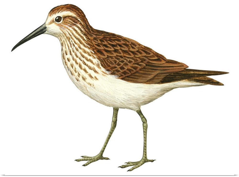 Educational illustration of the western sandpiper.
