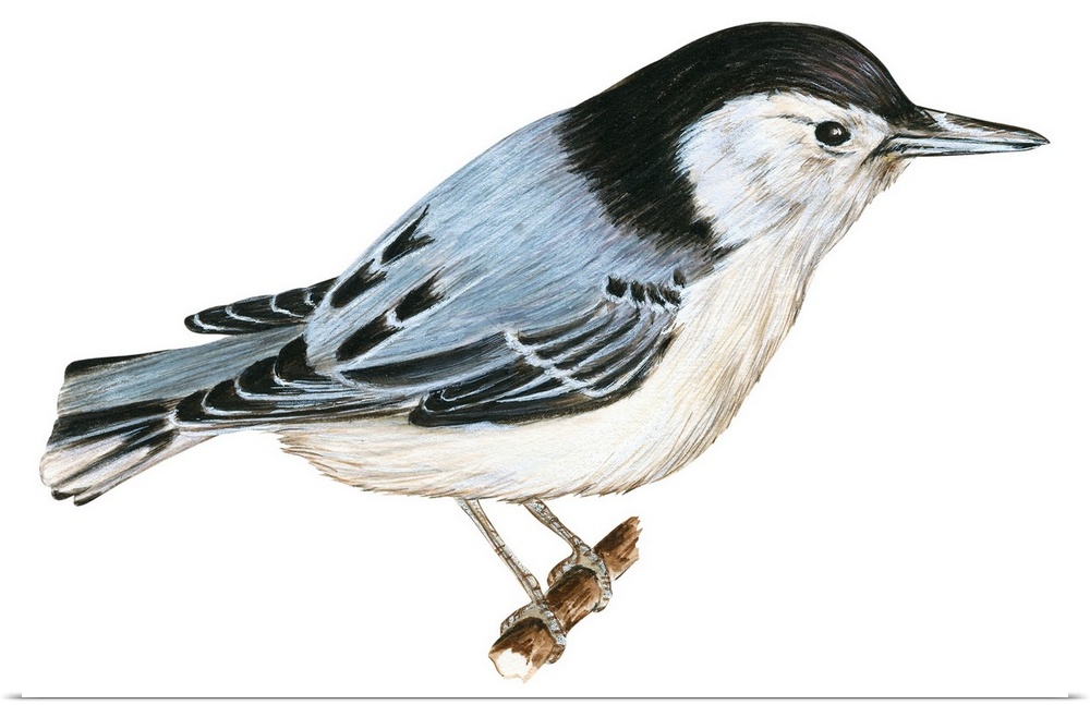 Educational illustration of the white-breasted nuthatch.