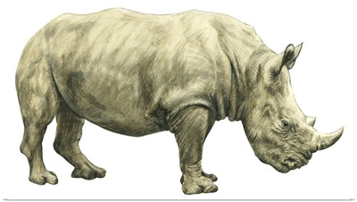 White Rhinoceros (Ceratotherium Simus)