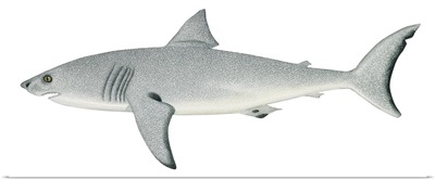 White Shark (Carcharodon Carcharias)
