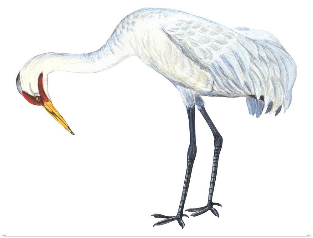 Educational illustration of the whooping crane.
