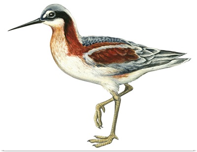 Wilson's Phalarope (Phalaropus Tricolor) Illustration