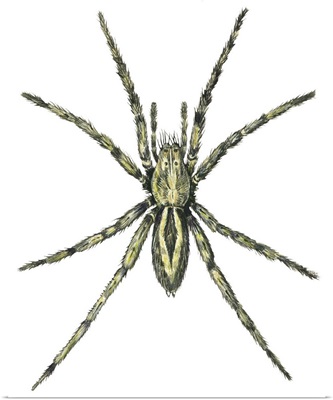 Wolf Spider (Lycosa Communis)