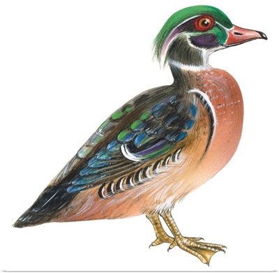 Wood Duck (Aix Sponsa) Illustration