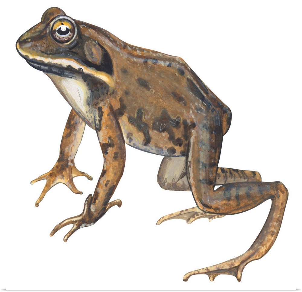 Educational illustration of the wood frog.