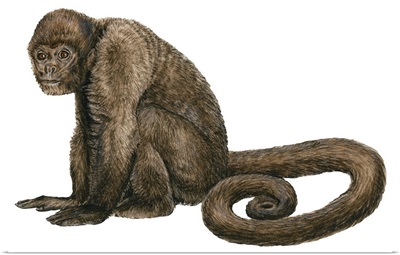 Woolly Monkey (Lagothrix Infumatus)