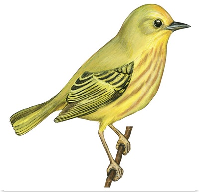 Yellow Warbler (Dendroica Petechia) Illustration
