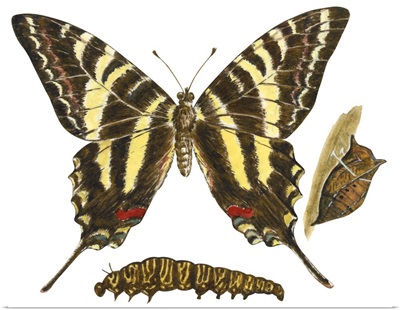 Zebra Swallowtail Butterfly, Caterpillar, And Pupae (Eurytides Marcellus)