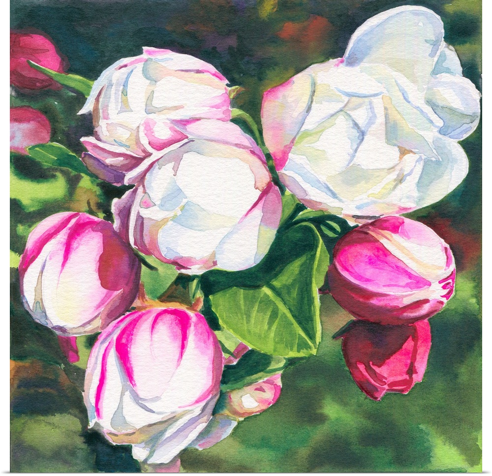 Square watercolor painting of Apple Blossoms.