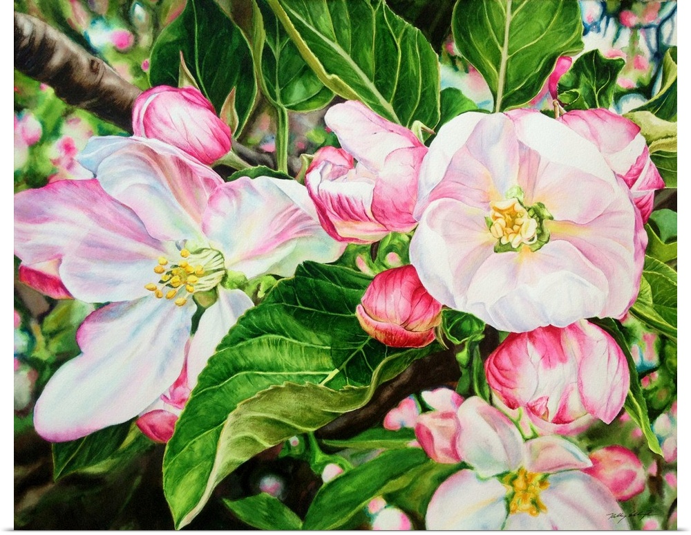 A contemporary watercolor painting of pink and white apple blossoms on a tree.