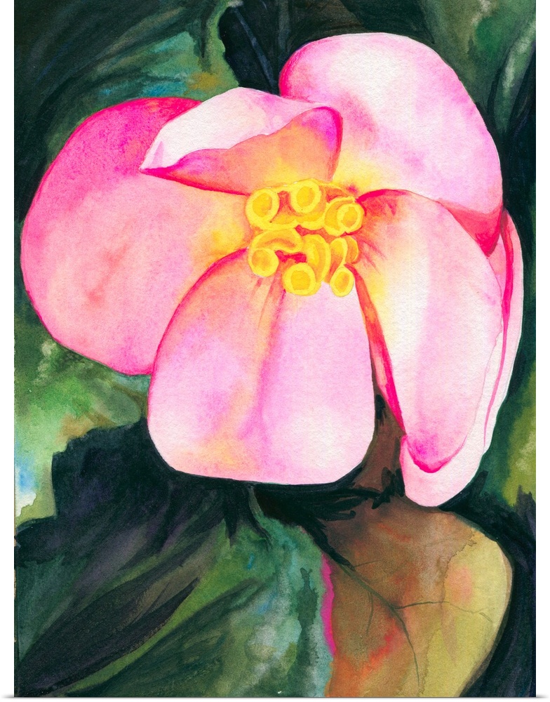 Vertical watercolor painting of a vibrant pink Begonia.