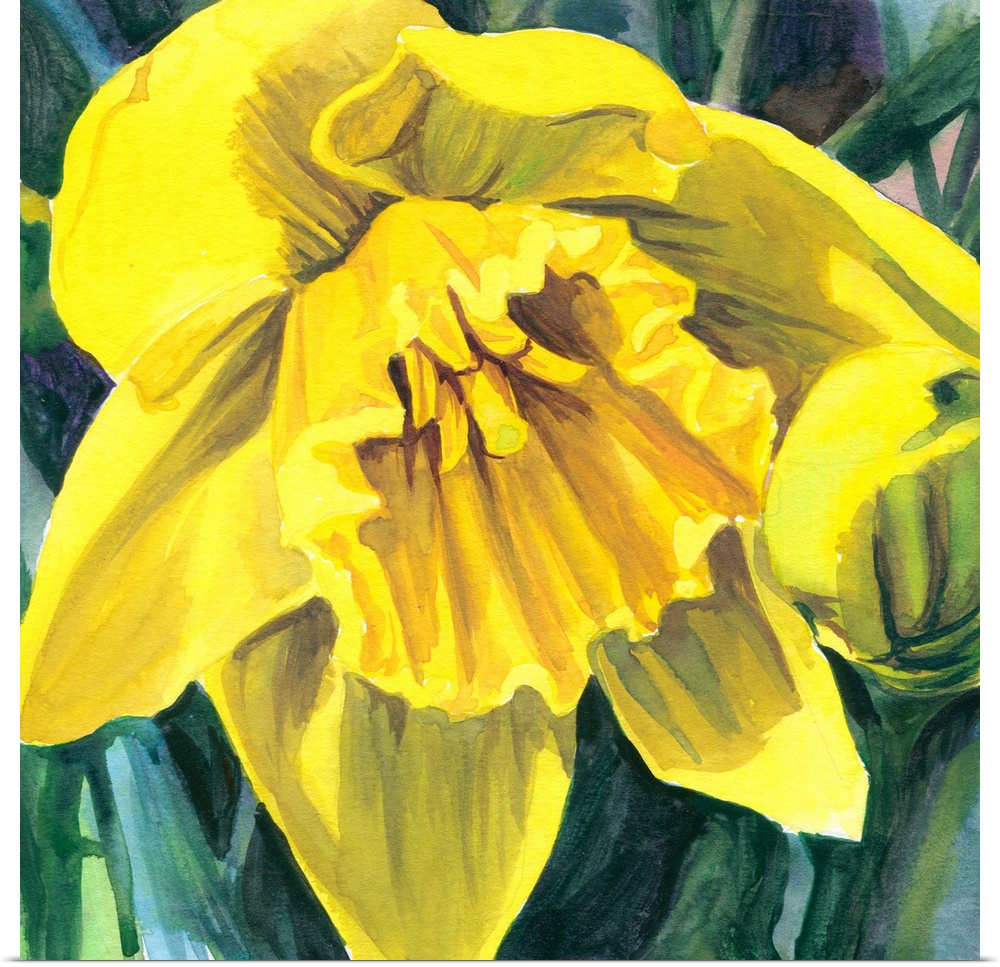 Square watercolor painting of a yellow Daffodil.