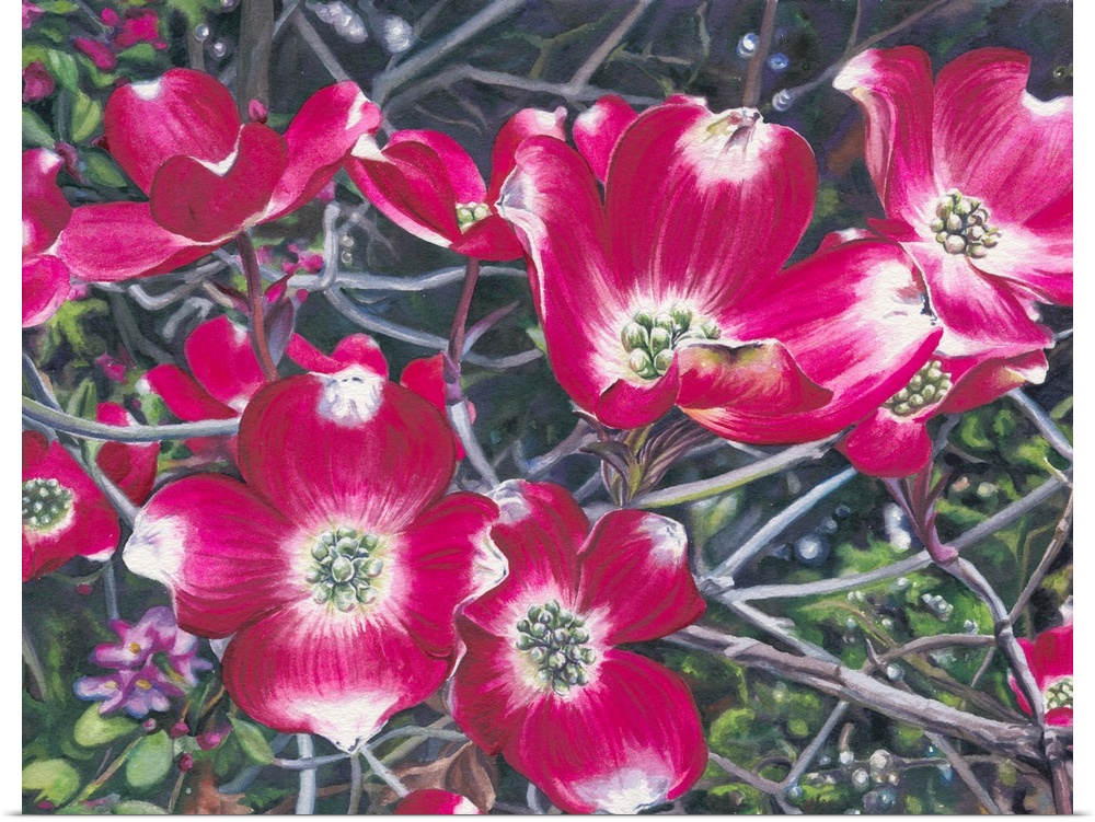 A horizontal watercolor of a branch of pink dogwood blossoms.
