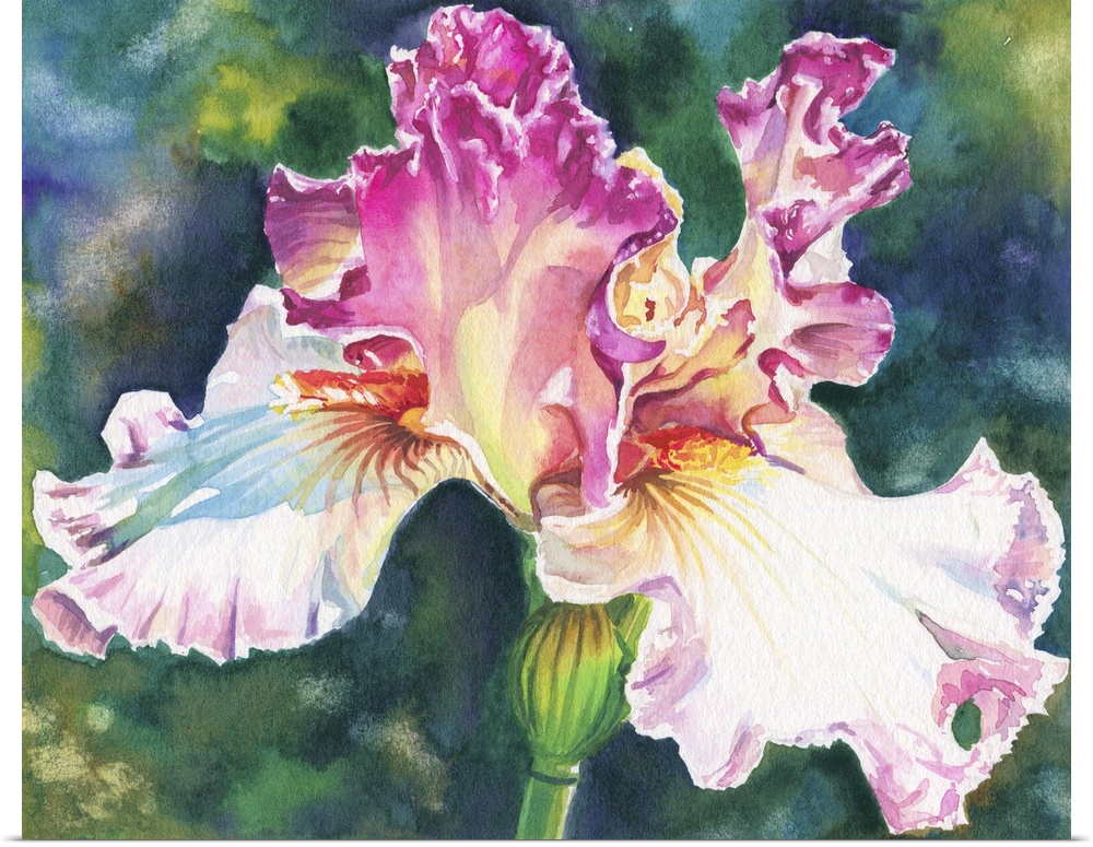 A contemporary watercolor painting of pink and white iris.