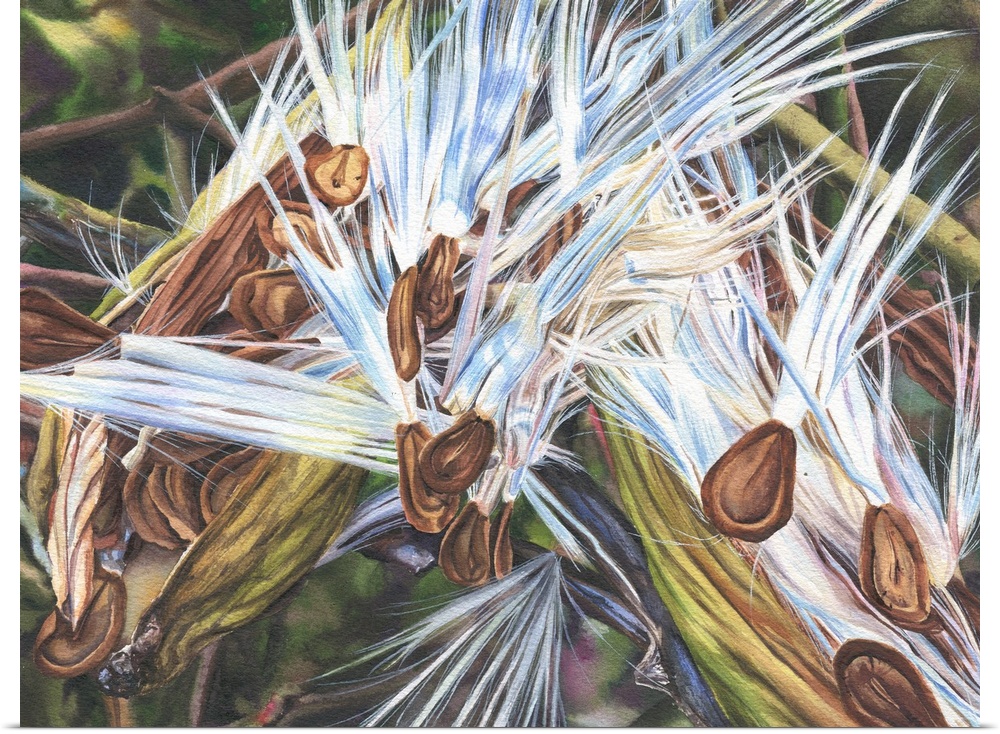 A detailed watercolor painting of milkweed seeds that have escaped their pods and are preparing to take flight.