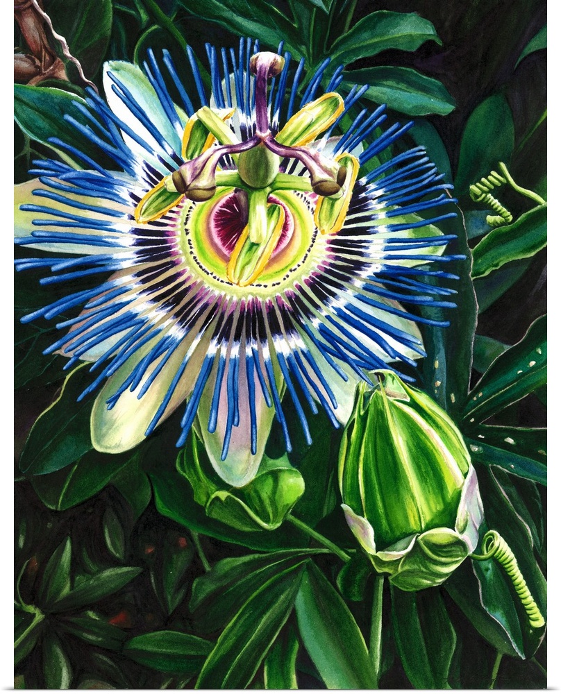 Vertical watercolor painting of a passion flower with brilliant blue and purple colors.
