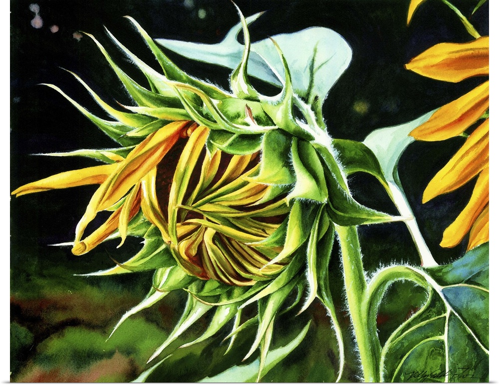 A horizontal watercolor of a sunflower just starting to open up.