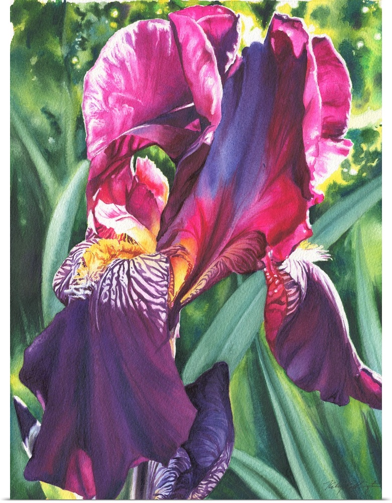 A vertical watercolor painting of a vibrant colored iris in tones of pink and purple.