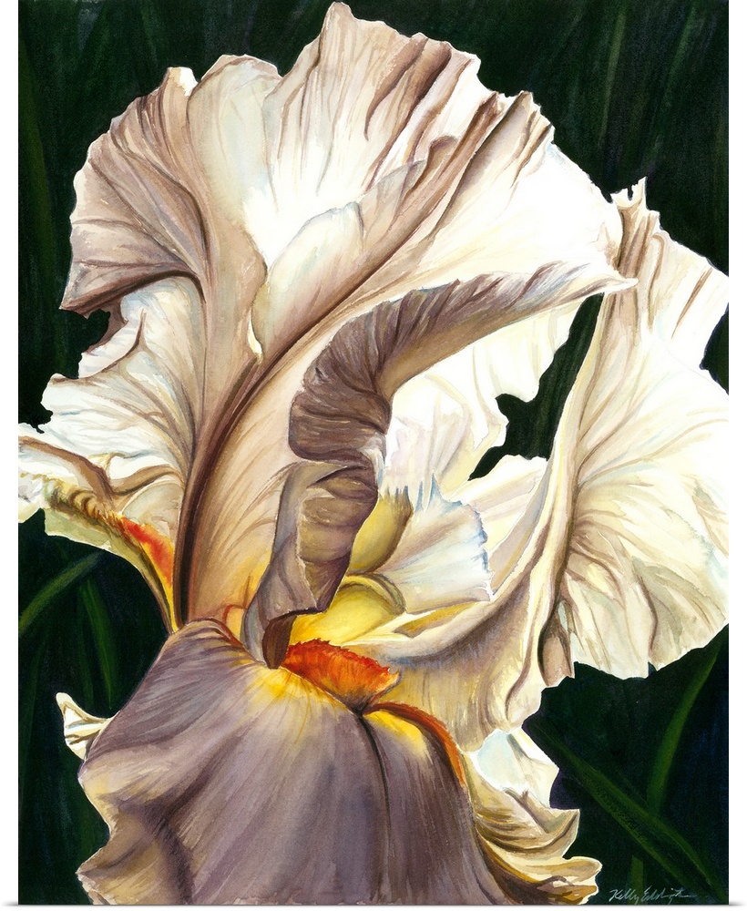 A contemporary watercolor of the fine details of a white iris with yellow accents.