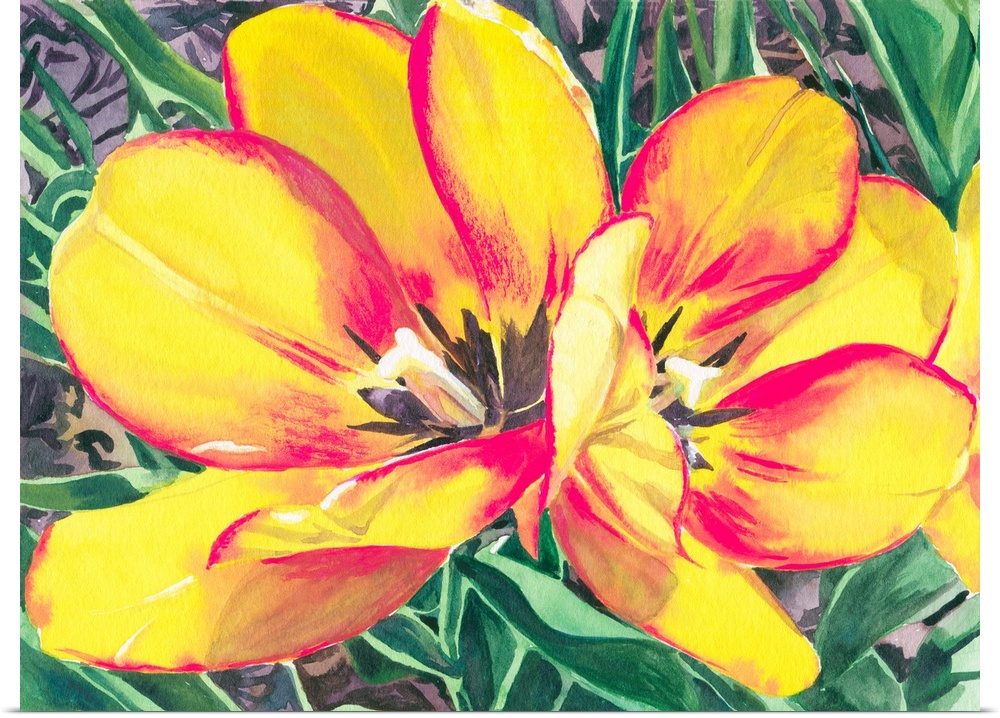 A contemporary watercolor painting of yellow and red tulip.