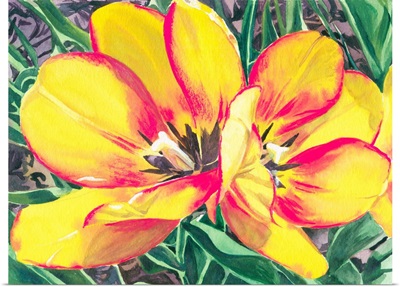 Tulip Sketch