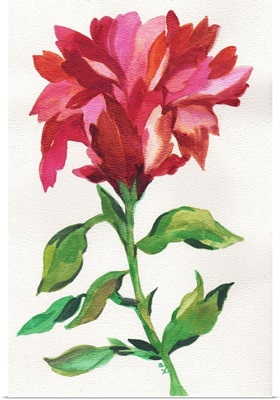 Cranberry Iris