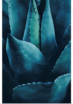 Cactus No. 4