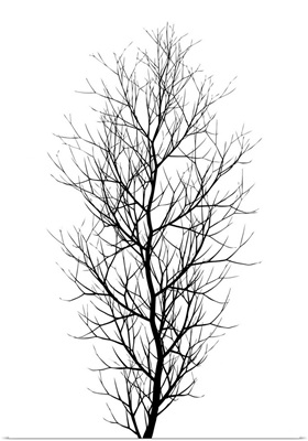 The Tree - Black