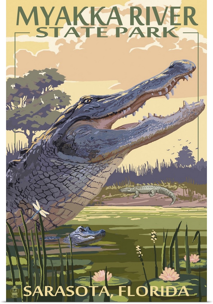 Alligator, Myakka River State Park, Sarasota, Florida