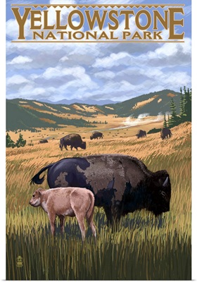 Bison and Calf Grazing, Yellowstone National Park