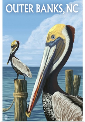Brown Pelicans, Outer Banks, North Carolina