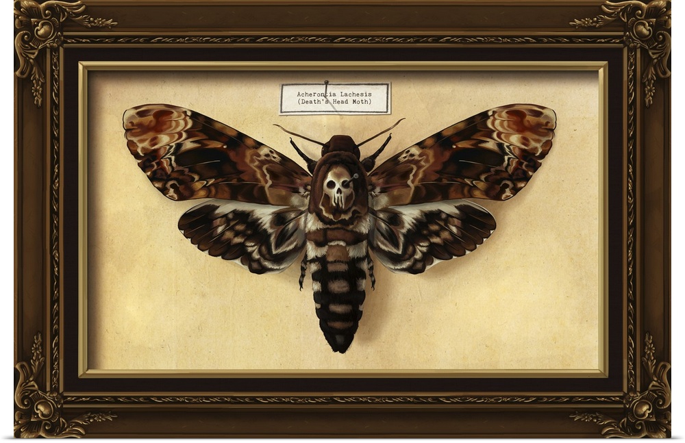 Death's Head Moth: Retro Art Poster
