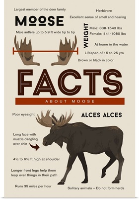 Facts About Moose