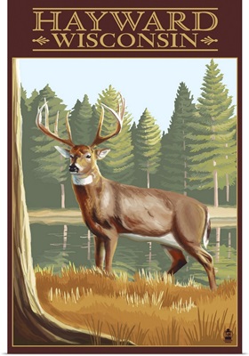 Hayward, Wisconsin, White Tailed Deer