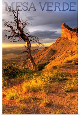 Mesa Verde National Park, Colorado - Lone Tree Photograph